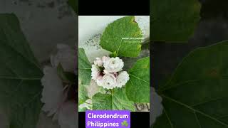 Clerodendrum Philippines Chinese clerodendrum flower flowers plants terrace garden gardening [upl. by Yttak]