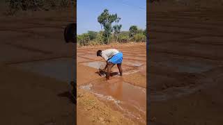 விவசாயம் song vivasayi shortsviral agriculture shortsfeed youtubeshorts [upl. by Jeramey537]