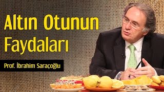 Altın Otunun Faydaları  Prof İbrahim Saraçoğlu [upl. by Oiliruam]