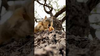 Slow Motion close up to Baby BG looking just like his dad v the Shy Squirrel animals photography [upl. by Donnell465]