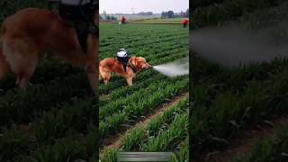 Amazing dog spray in fields 😱😱😱youtubeshorts shortsviral dog [upl. by Beattie]