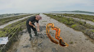 HUNTING HUGE SEA WORMS  DIGGING WORMS FOR A BAIT [upl. by Anaes344]