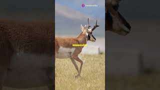 Springbok Slowmotion Leap  Wildlife  Michelle Goosen [upl. by Jeremiah]