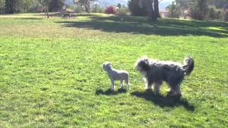 Bearded Collie thinks shes found a Sheep [upl. by Nidla]