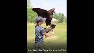 Eurasian Kestrel Hovering amp Prey shortvideo animals kestrel shorts [upl. by Quenby]