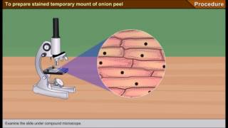 Scienze1osservazione al microscopio ottico delle cellule di una cipolla [upl. by Teraj]