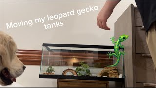 Moving my Leopard Gecko tanks [upl. by Adnirol]