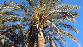 PALMERA DATILERA Phoenix dactylifera wwwriomoroscom [upl. by Aihtnys993]