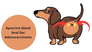 Canine Apocrine Gland Anal Sac Adenocarcinoma aka AGASACA [upl. by Kram]