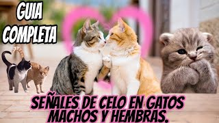 Señales del Celo en Gatos Diferencias Clave entre Machos y Hembras Revealed 🐾❤️ 🐈❤️🐈‍⬛ [upl. by Nele]