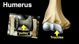 Humerus [upl. by Wrdna]