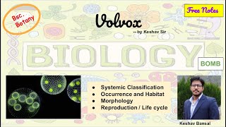 Volvox  Morphology and Life cycle  Bsc  Free PDF notes  by Viologia EXtrema [upl. by Maureen]