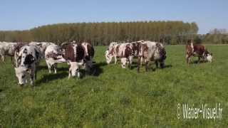 Génisses Normandes en pâture sur un mélange prairial de graminées fourragères [upl. by Lezned]