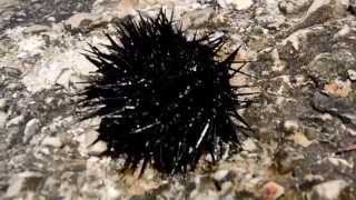 Jeżowiec Chorwacja  Sea urchin Croatia Echinoidea Full HD [upl. by Yaffit]