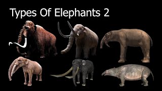 Types Of Elephants 2 [upl. by Sesom]