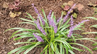 Plant Spotlight Liriope Muscari A tough and versatile perennial [upl. by Margarida210]