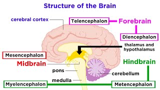 The Structure and Physiology of the Human Brain [upl. by Ayhtak]