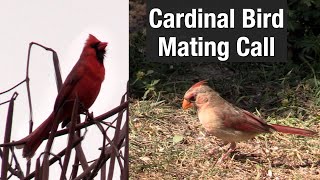 Cardinal Bird Mating Call [upl. by Eirased]