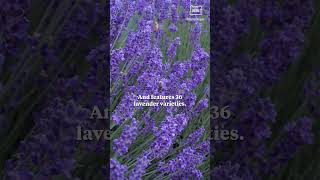 Southern Oregon lavender Trail Festival invites visitors to explore 6 lavender farms [upl. by Assilrac]