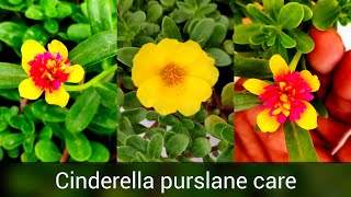 Cinderella Purslane plant care n fertilizer Hybrid portulaca  moss rose  dopehrkhiri plant [upl. by Levitus184]