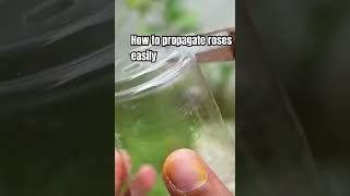 Best way to use in propagation of roses using air laying by tomato 🍅 rosegardening driedroses [upl. by Viafore]