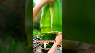 Arecanut plantation arecapalm areca ArecanutPlantation cooking food recipe [upl. by Anilev]