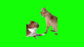 Green Screen Cat Hits Another Cat Meme [upl. by Limaa610]