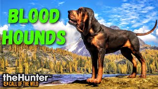 Bloodhounds Everything You Need To Know and How They Work  theHunter Call of the Wild [upl. by Lettig328]