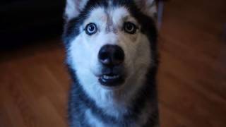 Mishka the Talking Husky is Hungry for a Treat [upl. by Jacobine518]