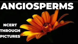 Plant kingdom 10  ANGIOSPERMS  Class 11 CBSE NCERT NEET NCERT through pictures [upl. by Ahsyekat345]