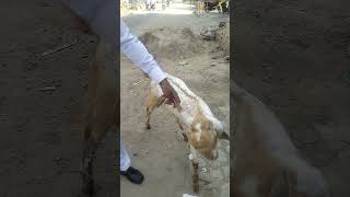 Meningitis in Goat  GID in Goat [upl. by Anyal]