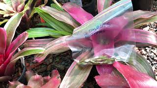 BROMELIAD Seed Collecting Part 1 in March [upl. by Haidej]