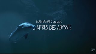 Mammifères Marins  les maîtres des abysses [upl. by Mittel]