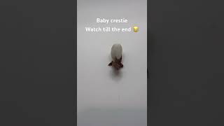 Crested Gecko Hatching music newmusic song gecko crestedgecko geckolife petreptile snake [upl. by Plossl]