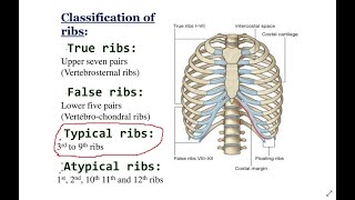 Brinjet Tipike  Typical Ribs [upl. by Nhguavoj]