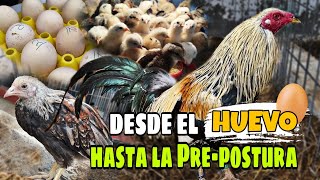 Así Cría el Rancho Zamora sus GALLOS Ganadores  Aprende a criar Gallos desde Cero [upl. by Aerdnna]