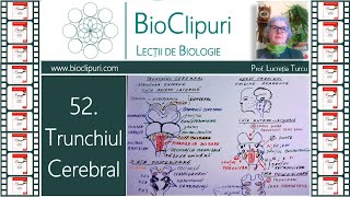 52 Trunchiul cerebral Corint [upl. by Dibbell]