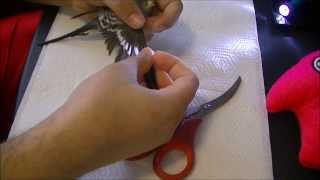 HOW TO PROPERLY CLIP BUDGIE WINGS BUDGIE WHISPERER [upl. by Demetra]