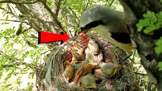 Long Tailed Birds Hunting Success Fresh Meat For Babies beautyofnature4988 [upl. by Sammy]