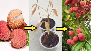 How to grow Lychee plant from seeds  लीची का पौधा बीज से उगाये । [upl. by Landa10]