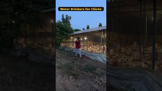 Day23  Chicks Space increased in Poultry farm poultry chicks shorts [upl. by Niki]