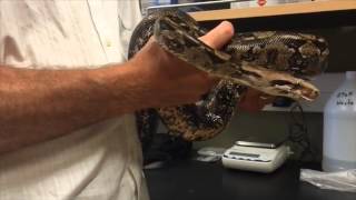 How Does A Boa Constrictor Kill Its Prey Professor Scott Boback Explains [upl. by Lancelot]