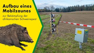 Aufbau eines Mobilzaunes zur Schwarzwildabwehr zur Bekämpfung der afrikanischen Schweinepest [upl. by Rocca27]