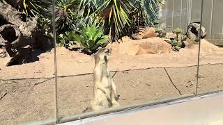 Meerkat Sitting  Ballarat Wildlife Park [upl. by Assenad]