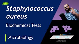 Staphylococcus aureus Biochemical Tests  Catalase Test  Coagulase Test  Basic Science Series [upl. by Akzseinga]