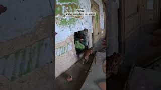 Ritrovamento di una ragazza in una villa abbandonata canepardo urbex nonsichiama [upl. by Refanej629]