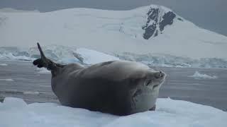 Eis Cruising in der Paradise Bay Gletscher Antarktis 2017 [upl. by Westmoreland]