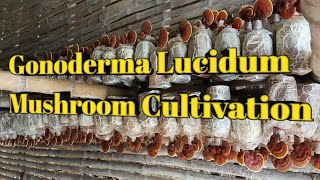 Reishi Mushroom Cultivation and Harvesting How Its Grow Reishiahagro [upl. by Hoagland689]