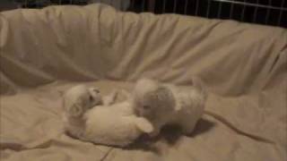 ❤Baby Maltese Puppies Playing❤ [upl. by Norad769]