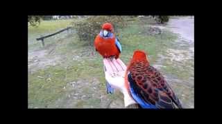 Crimson Rosellas in country Victoria Australia [upl. by Araic]